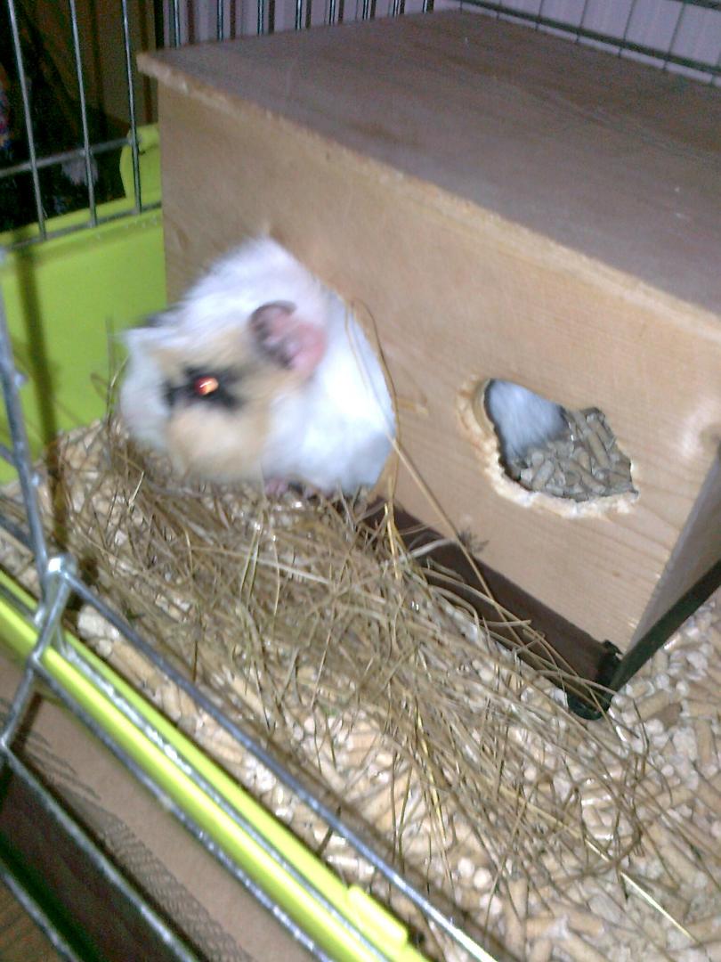 5697dd029c0ab_Zdjcie3259.thumb.jpg.28c23