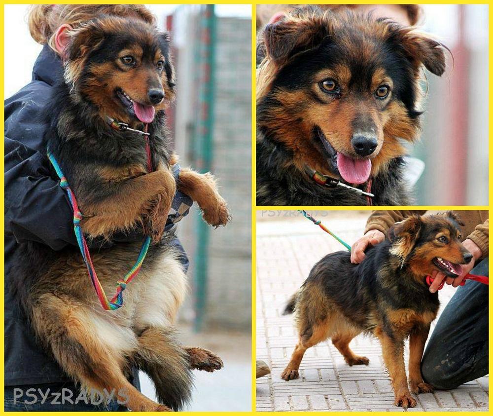 PicMonkey Collage.jpg