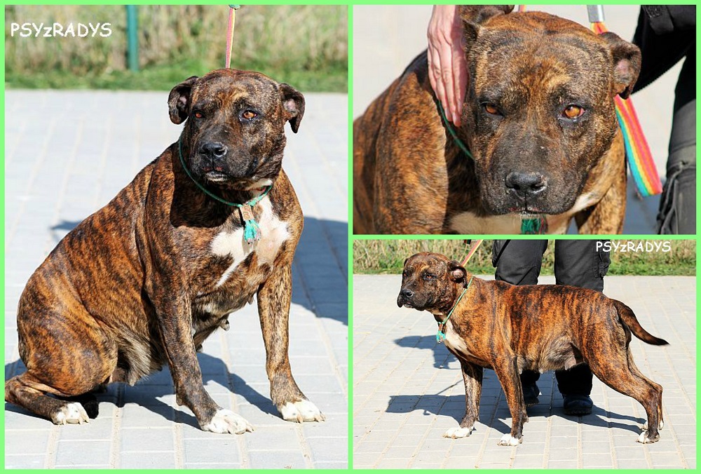 569d354a986bd_PicMonkeyCollage.jpg.5288a