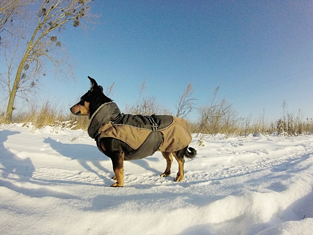 56a36fd01c72c_Obraz002-004.jpg.eb261ea7b