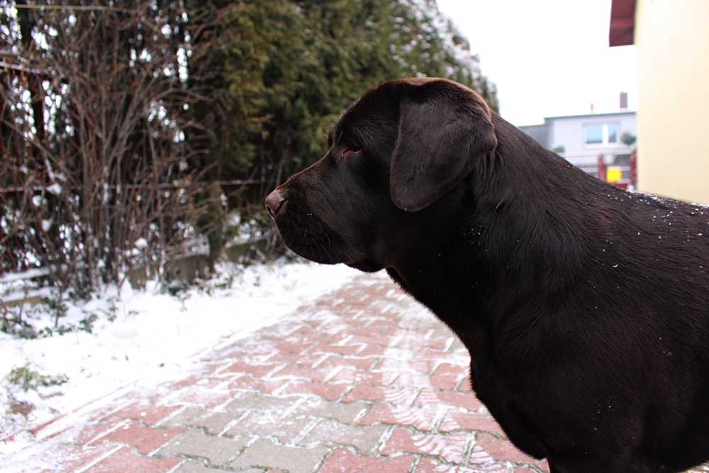 IMG_1536.JPG.da3d7d87ef5035af15f943eb8ef