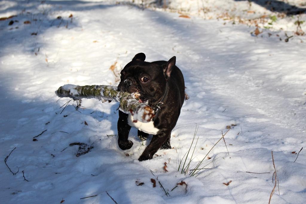 IMG_2049.thumb.JPG.72e0af5609673a217d857