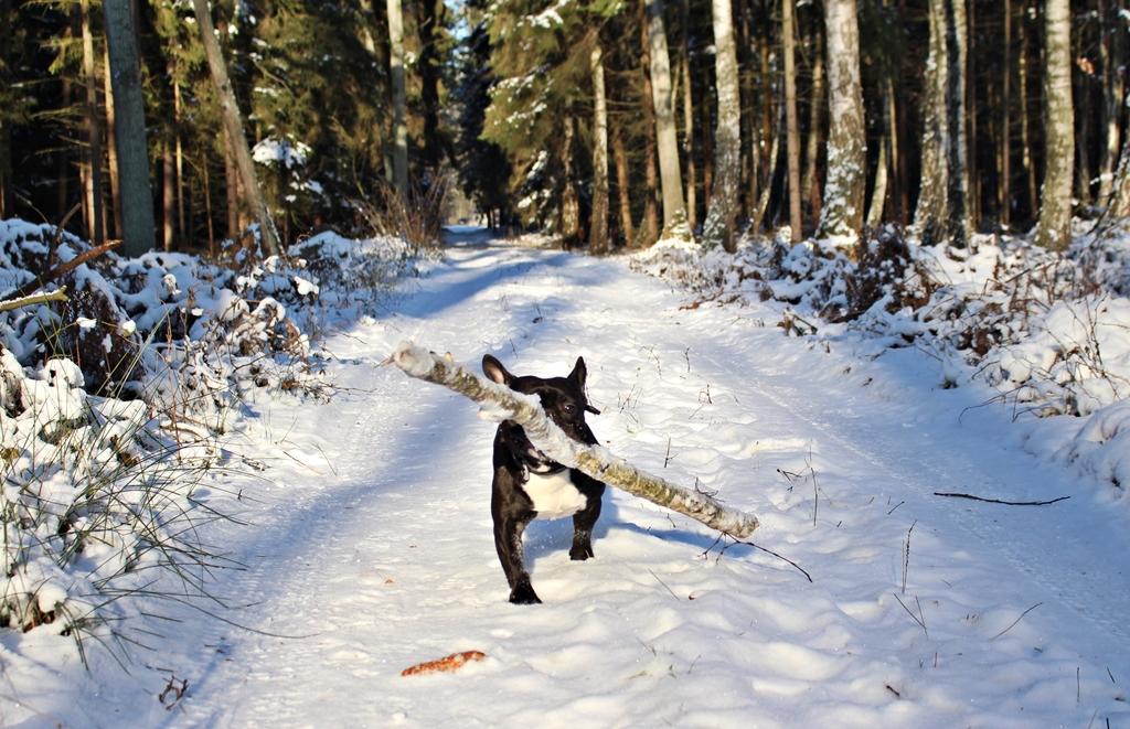 IMG_2073.thumb.JPG.d62f05169c95ef58e4f61