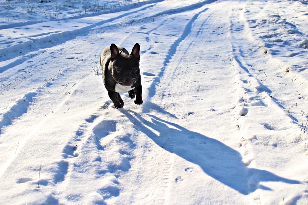 IMG_2077.thumb.JPG.d662af55238e76177dff9