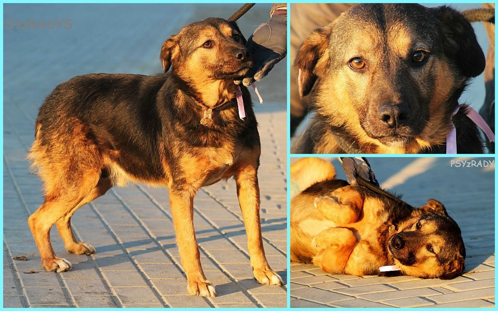 aksel.jpg.80f1654c9ba7b1dd6e403ed844e594