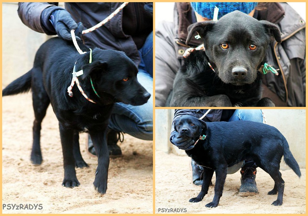 aronia.jpg.84cc71827f1db46f1ec975fbda78b