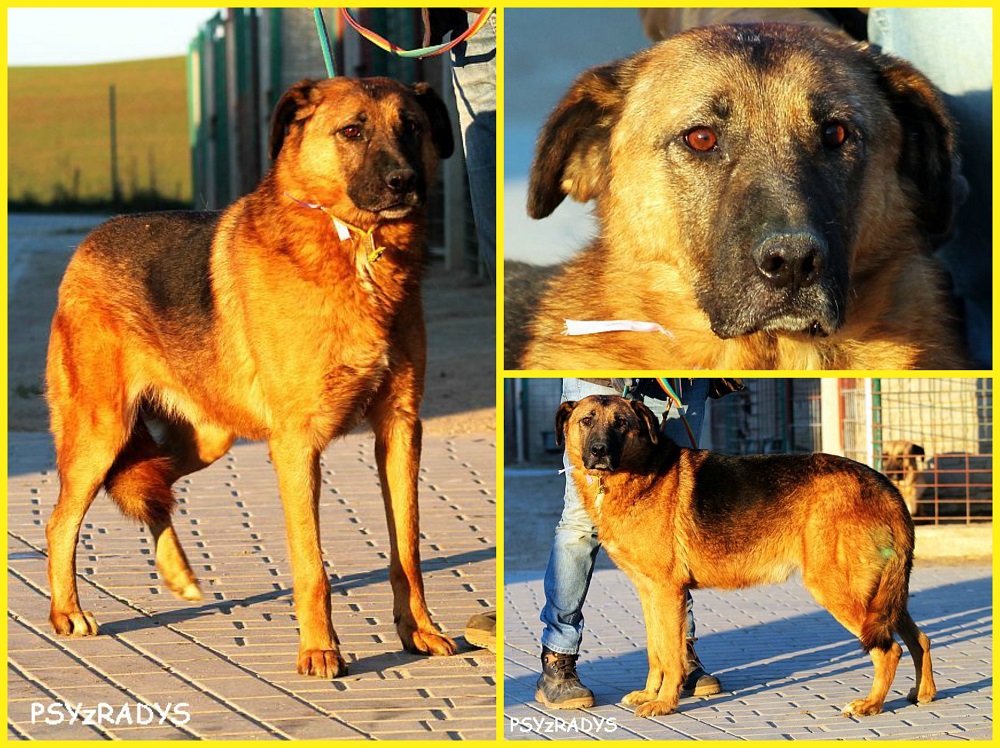 dallas.jpg.4ff8641b79bfdf160071c7aea0fcb