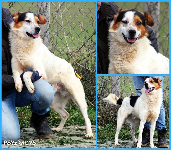 kisiel.jpg.cb6cb3b4a5ce504722167de645827