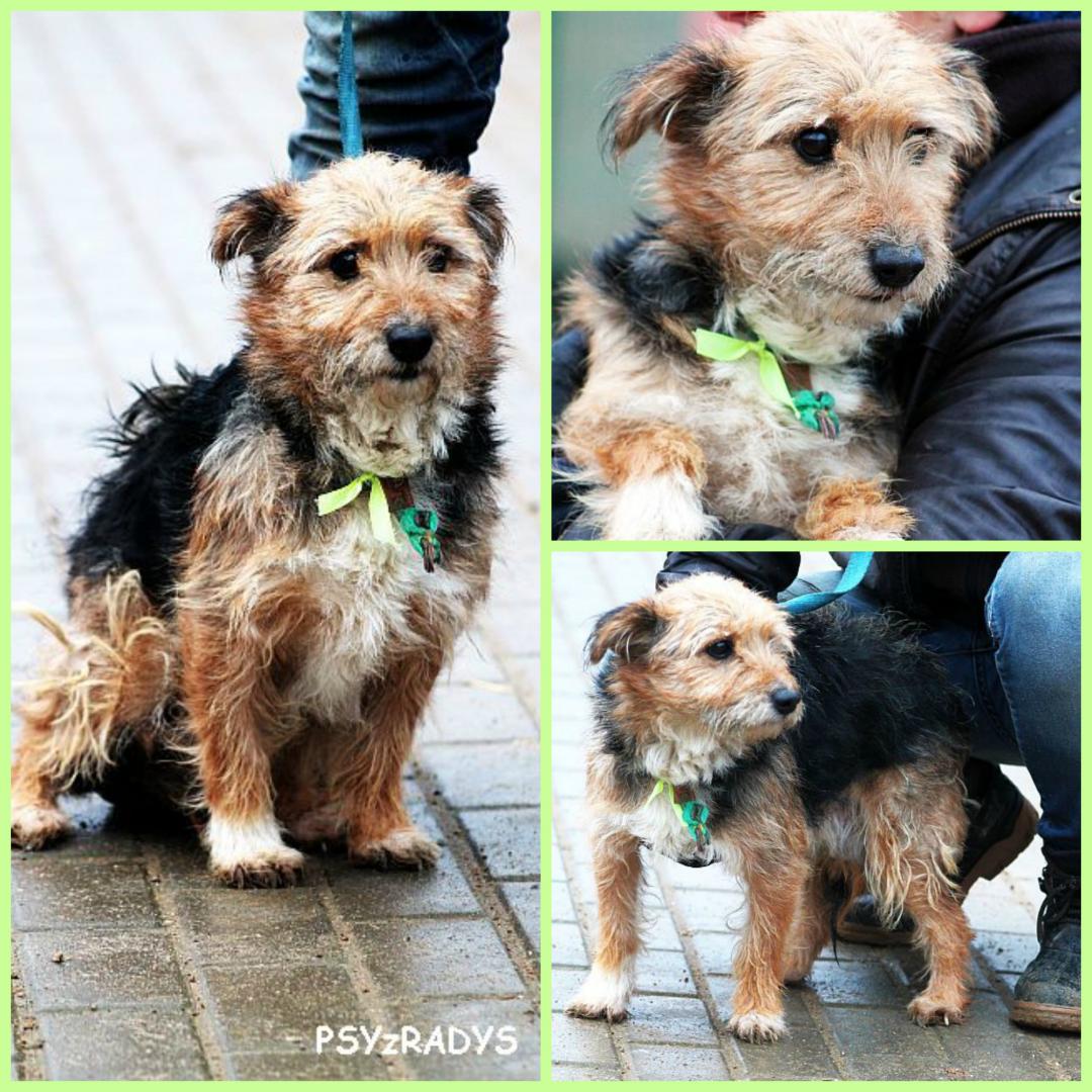 pinezka.thumb.jpg.bba2fa2045b0b50709ae51