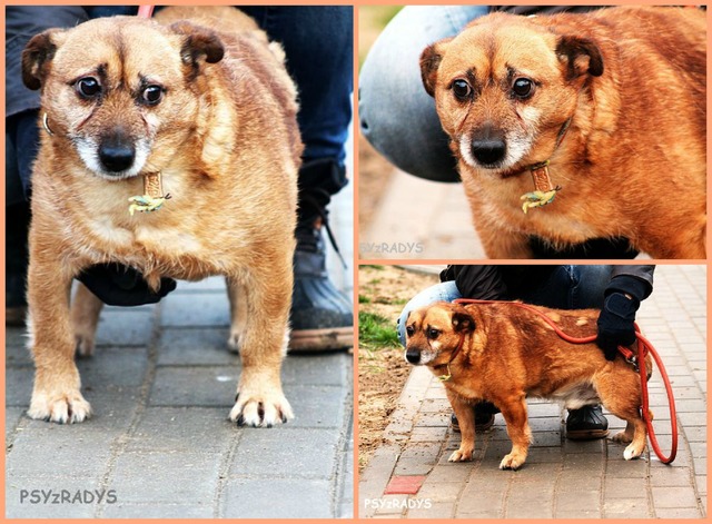 placek.jpg.2c1a1bd938f1cffb47088f4915b78