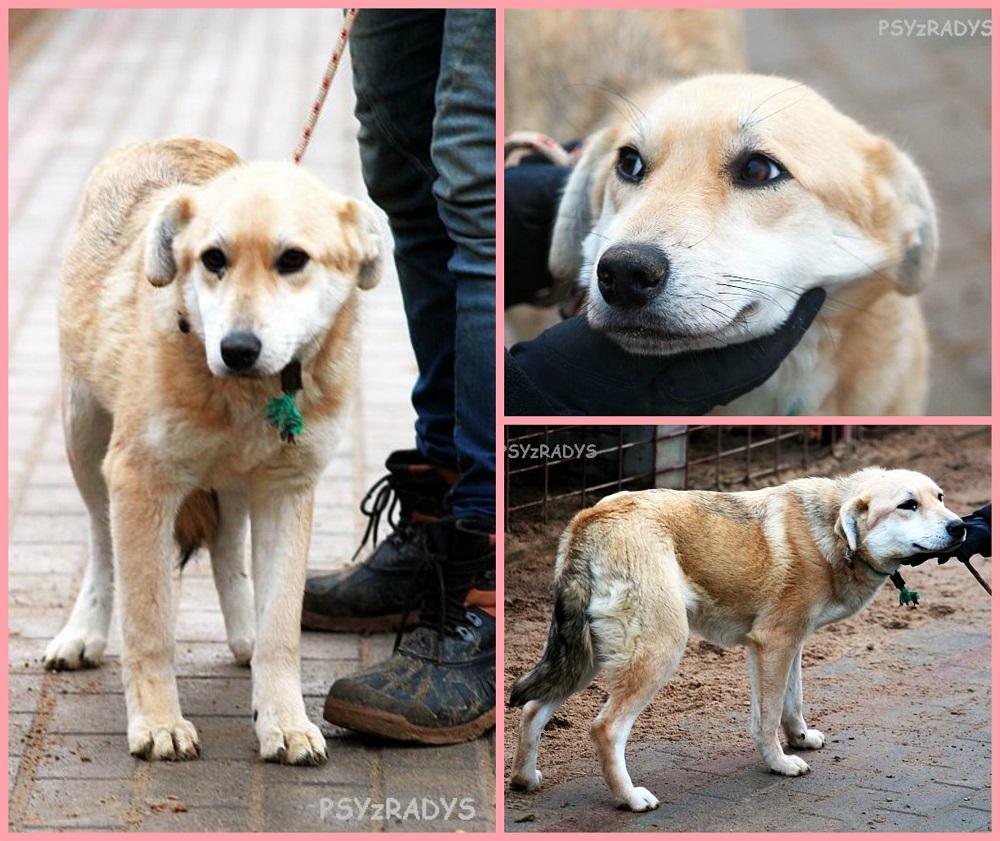 pola.thumb.jpg.f25b0257f6c38b722d8e3ab10