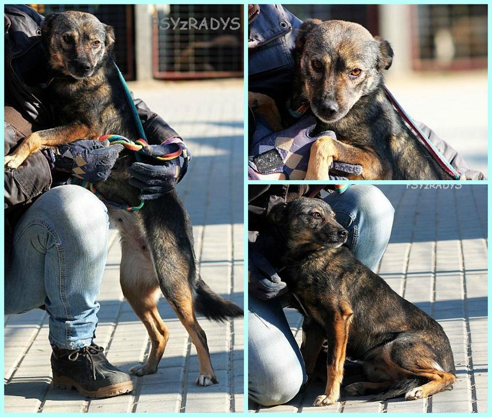 szarotka.thumb.jpg.b6feaef11ba3cbc8ae389