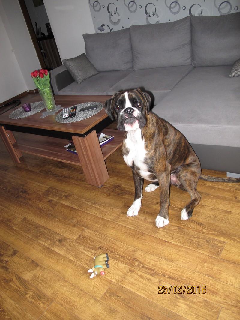 184.thumb.JPG.ae4f4539757a832ee1ea9631ca