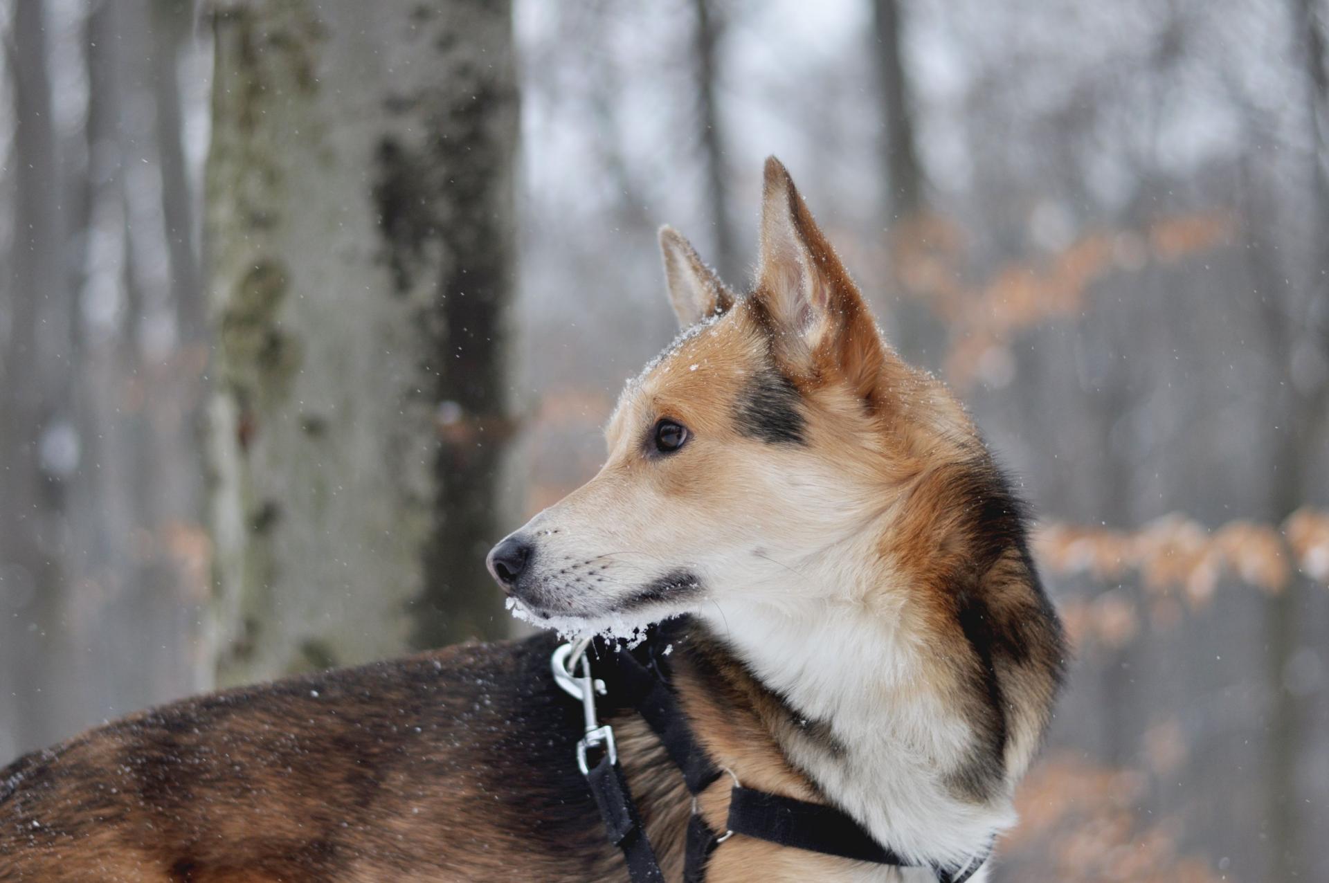 DSC_1486.thumb.JPG.ba2601b59777fa77fcd62