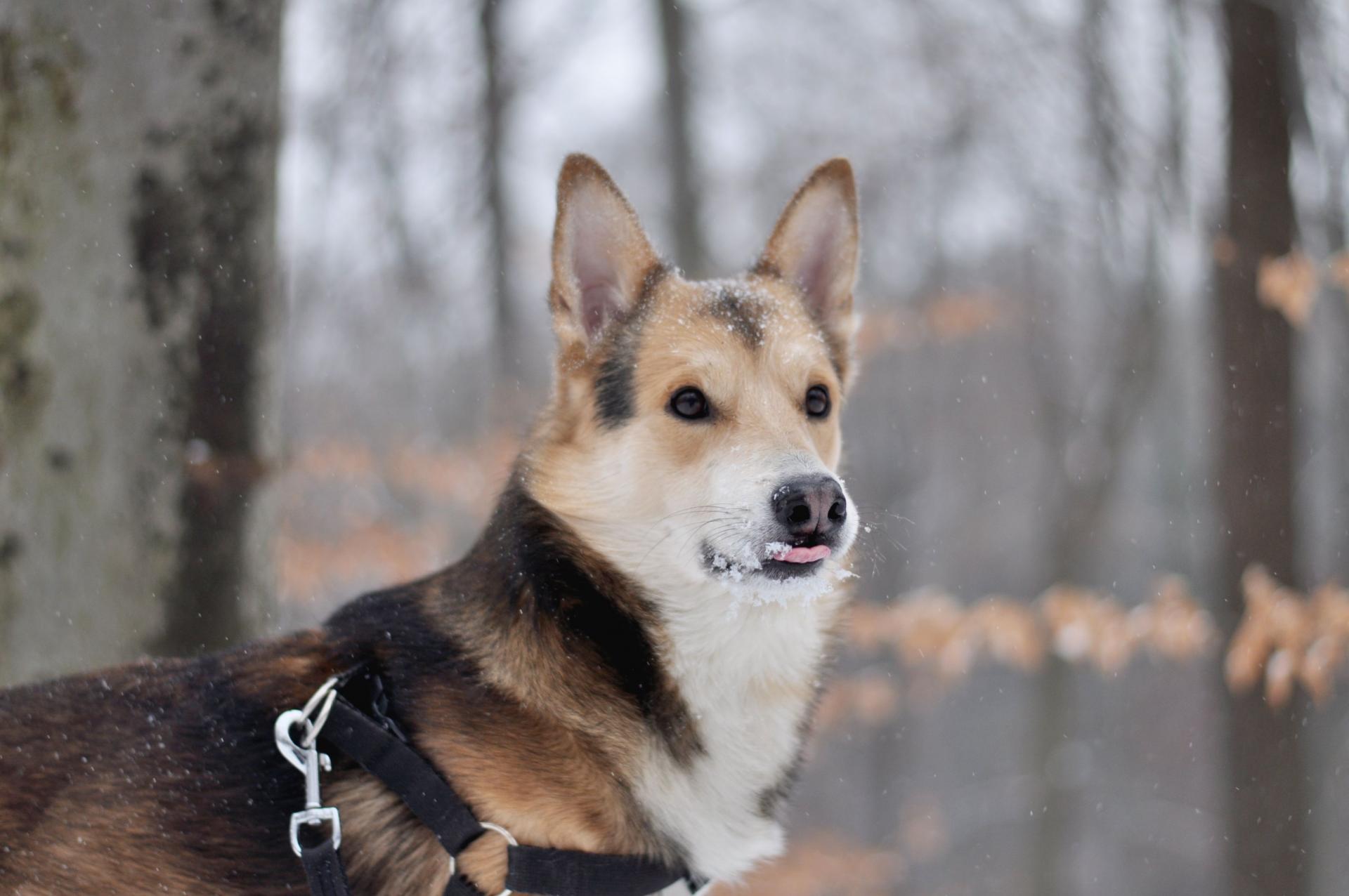 DSC_1488.thumb.JPG.9b2a1e88abfaf252a723e