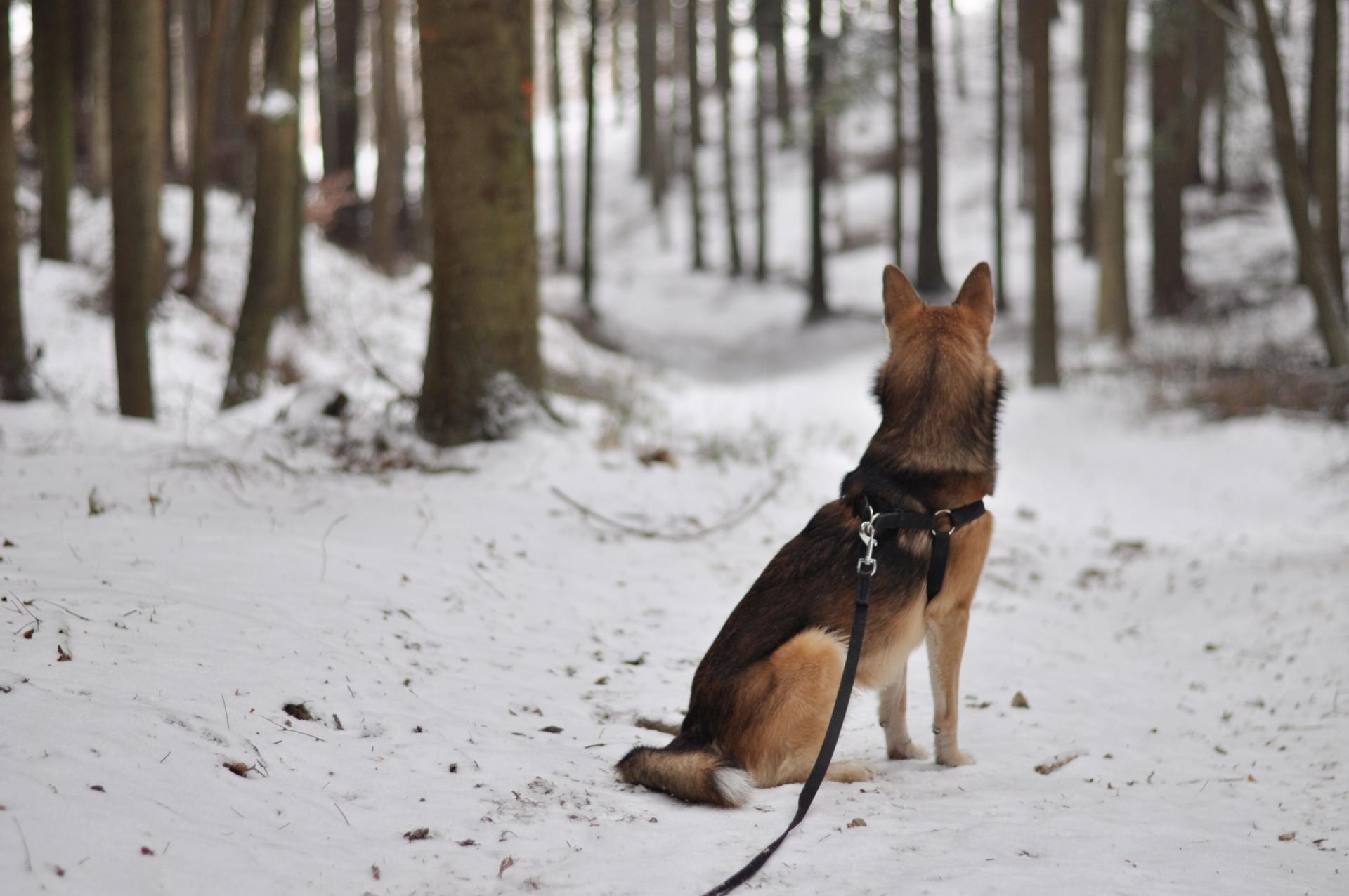 DSC_1499.thumb.JPG.2272806d1e311b34aae07