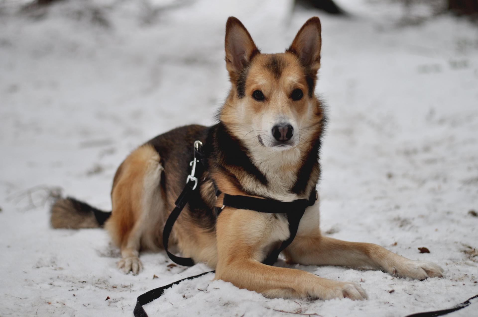 DSC_1520.thumb.JPG.5f1e34be11cd4c21ce05f