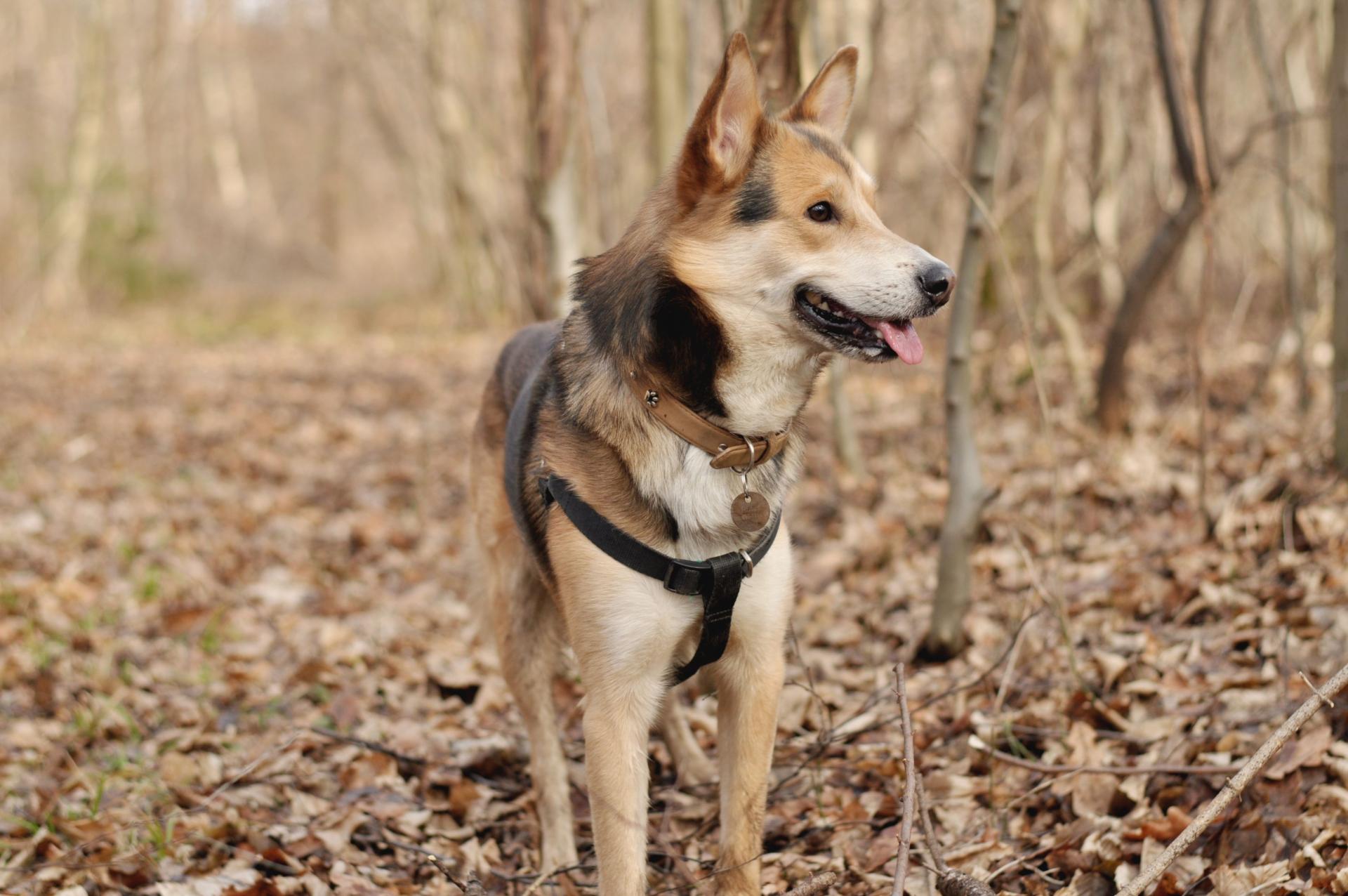 DSC_1825.thumb.JPG.2c0d7a5f6428179e4c07f