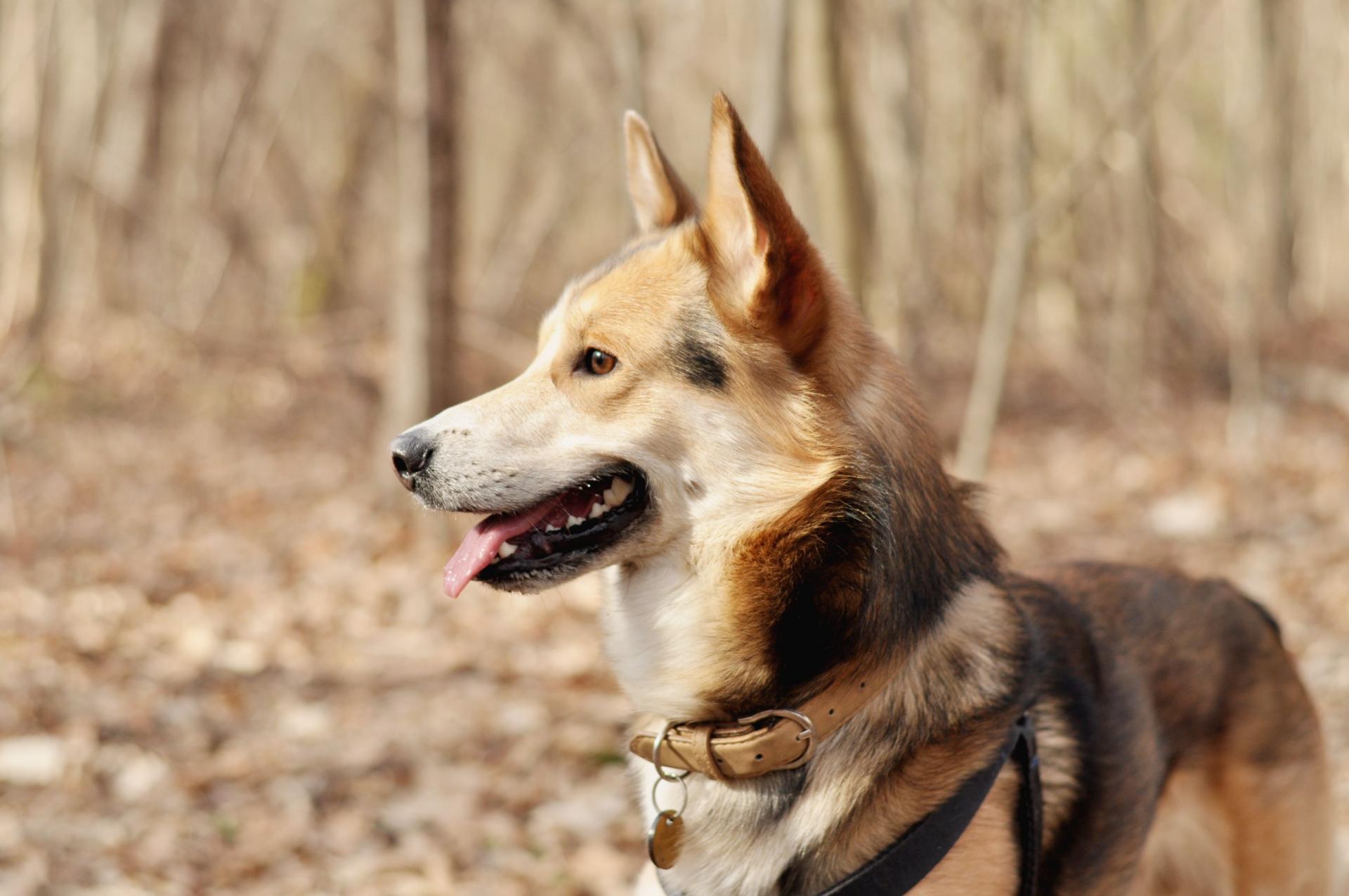 DSC_1829.thumb.JPG.b0ff1d4d52a96e72ff755