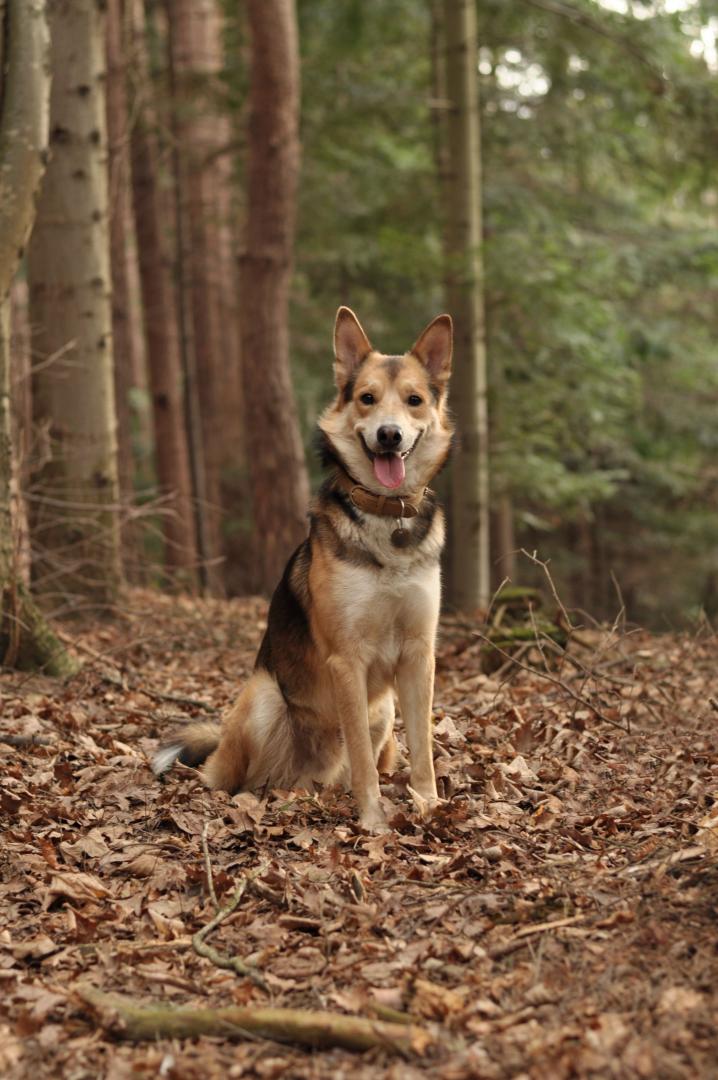 DSC_1941.thumb.JPG.fa50bd484fa622c15a10b