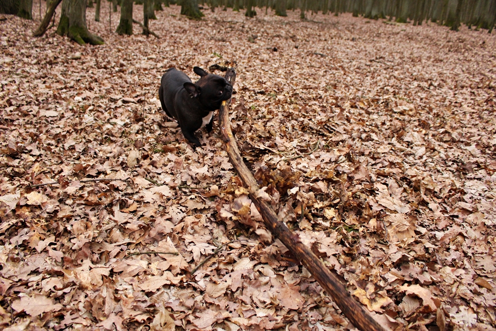 IMG_3241.JPG.c40de2b9d3bbaf781e01f09e44b