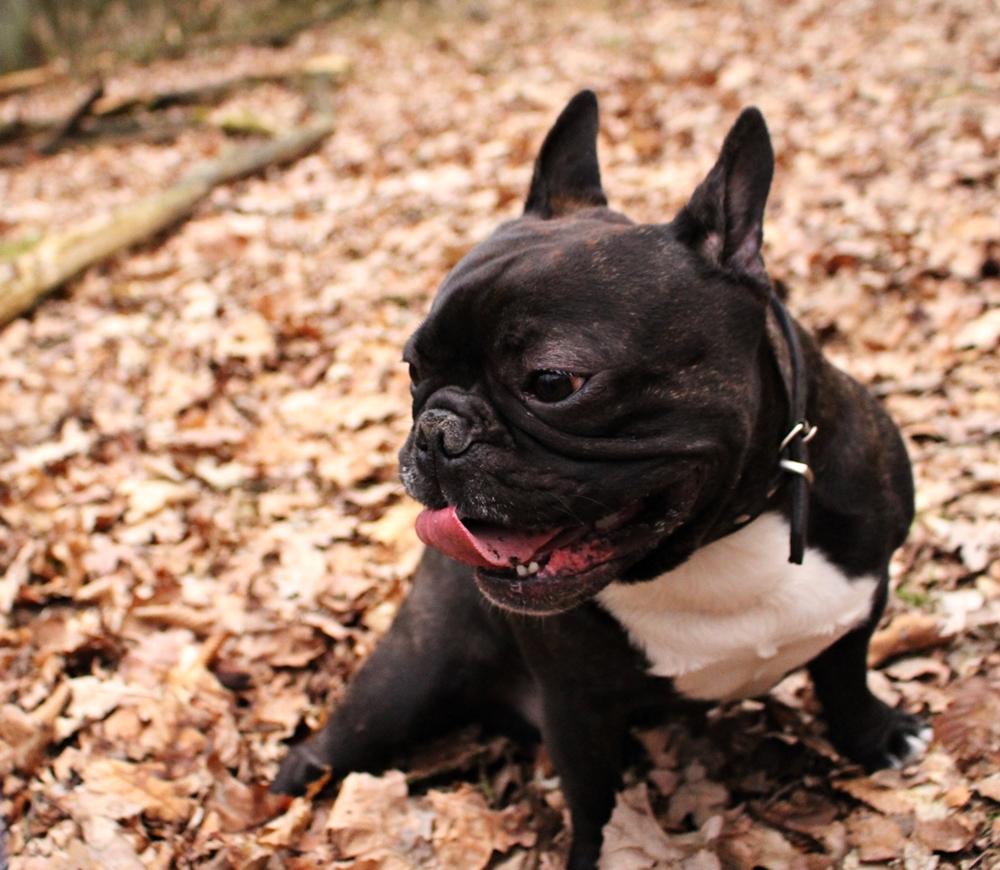 IMG_3259.thumb.JPG.aa69f9852e08bf05348f8