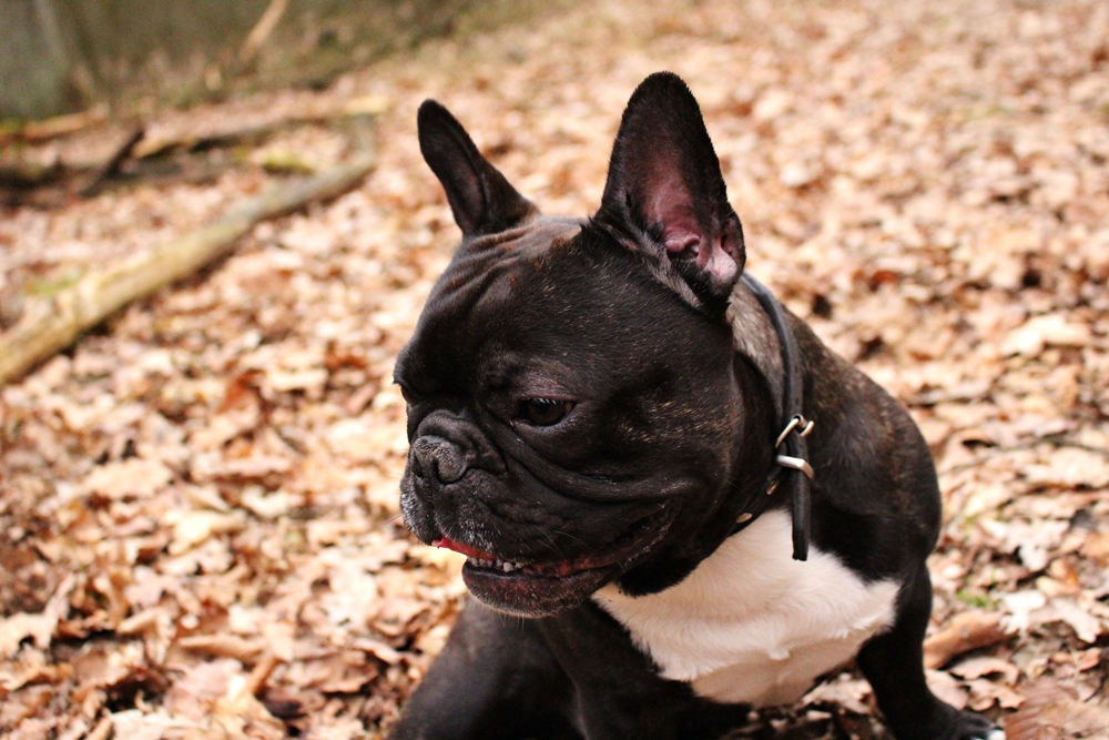 IMG_3263.JPG.6c232791d024aff2c1204e56ae6