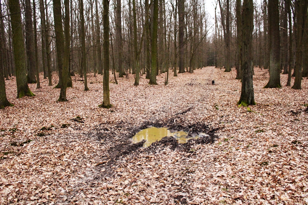 IMG_3265.JPG.c72d09d5f0126236ef567e9f76e