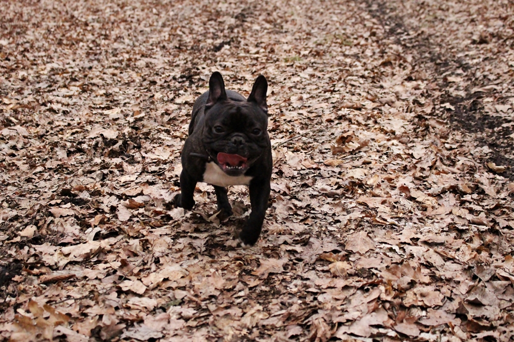 IMG_3268.JPG.7e6294ee8c5b9d91ed0ec4bc829