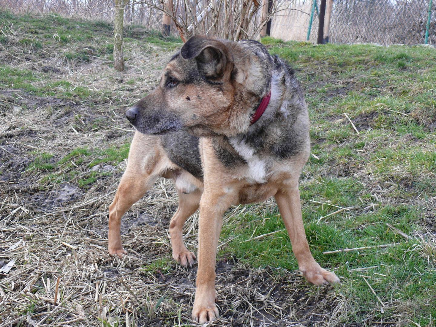 benek4.thumb.JPG.96bf5f63789c68fe8e2e20e