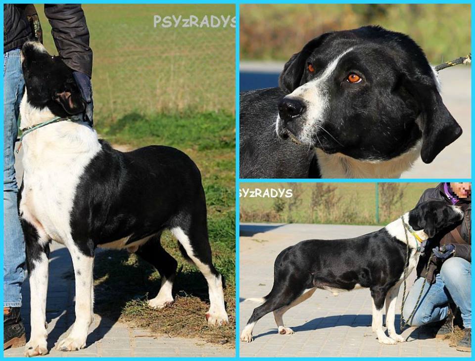 dante.jpg.db77c96dede90437feef6404aadf26