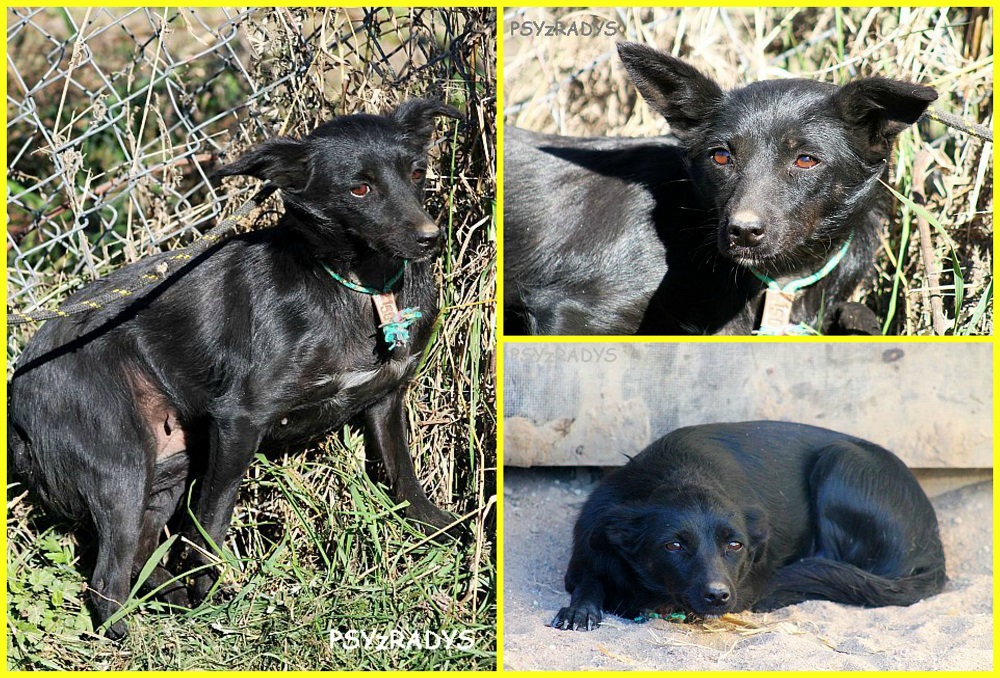 nocka.jpg.f0b8a2220ca97433e37e4ea6261481