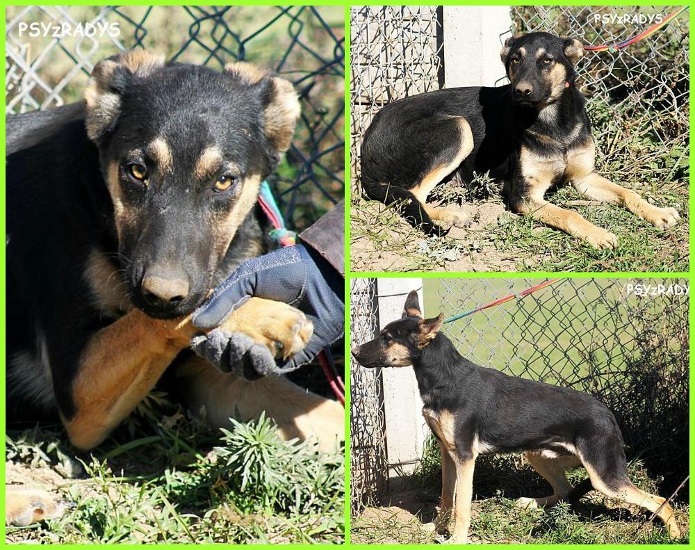 opal.thumb.jpg.1f663ce679a07f3117a5fce7e