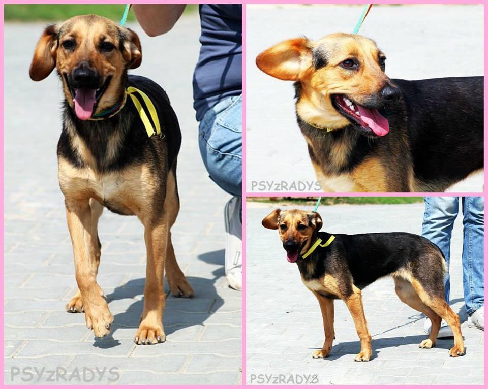 stokrotka.thumb.jpg.fdf73a998bdd2bd6f9b0