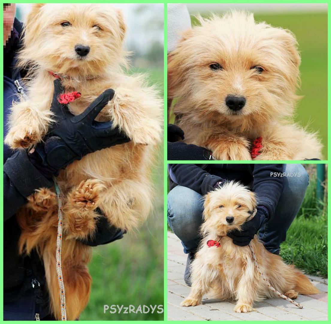 57166ad363dda_sowka.thumb.jpg.8d58289d2d