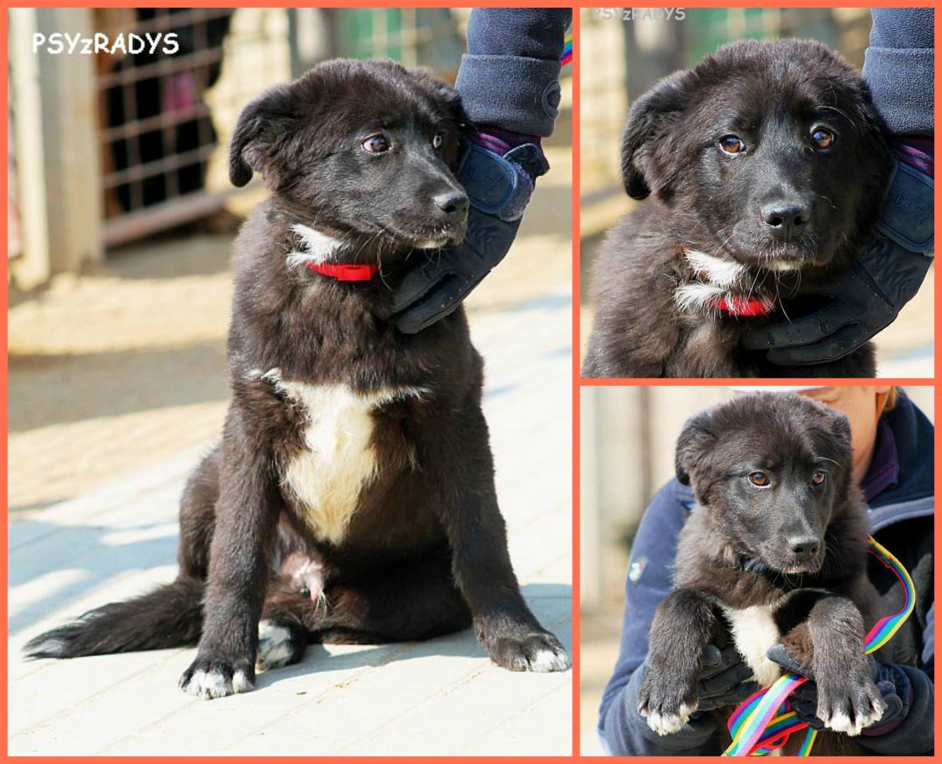 571e6bb056889_brzdac.thumb.jpg.a692a141b