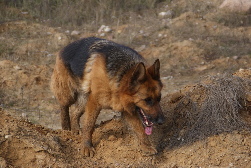 DSC08661.JPG.a7539a17499718e32f3a3230437