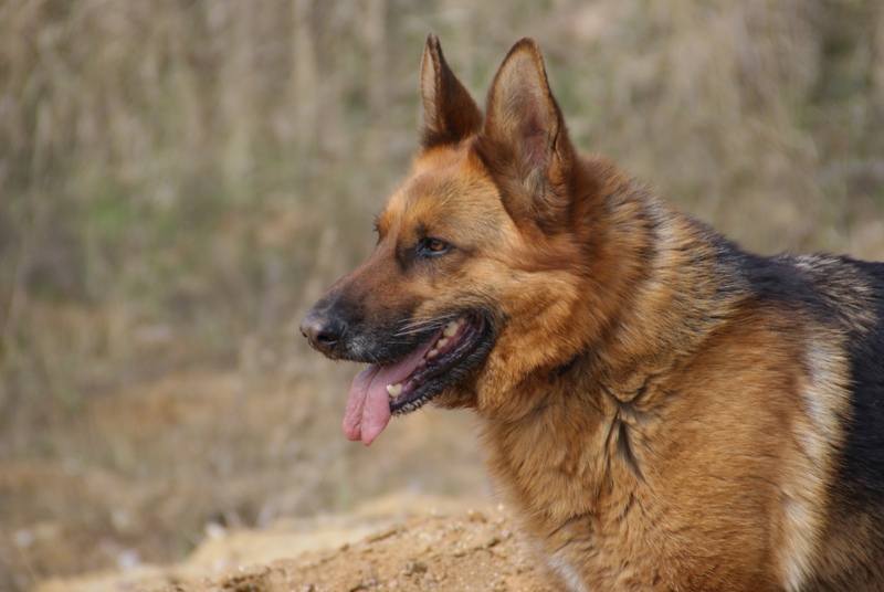 DSC08667.JPG.fa3ea8d0bd3957aedc44b5070cb