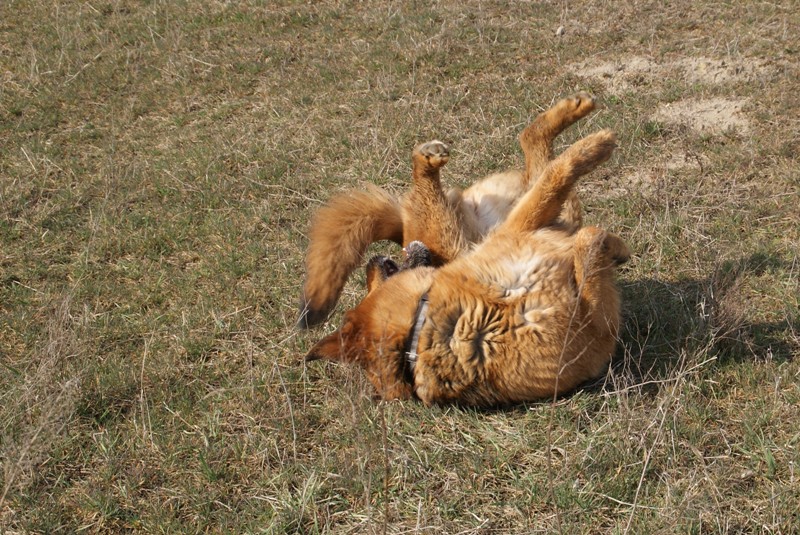 DSC08695.JPG.cb58c1660f5471f2f0be31b9436