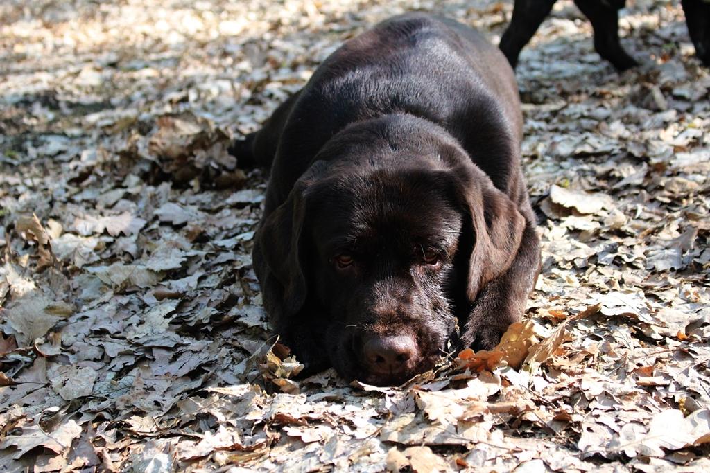 IMG_3892.thumb.JPG.373ad1cade6d622673a9d