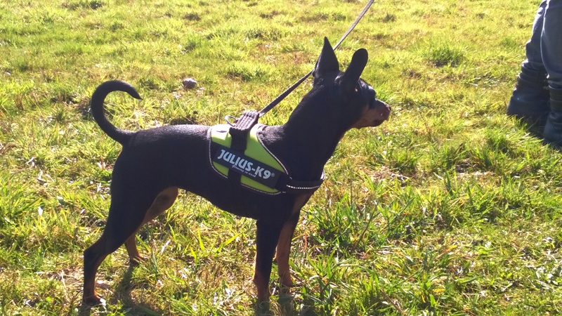 WP_20160402_012.jpg.01db4de48dca2f0b79a2