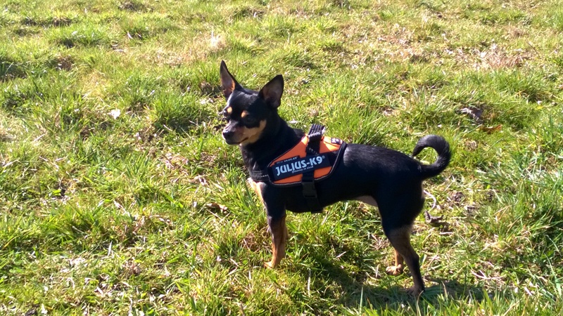 WP_20160402_020.jpg.33b3036cd9dd1e0016d8