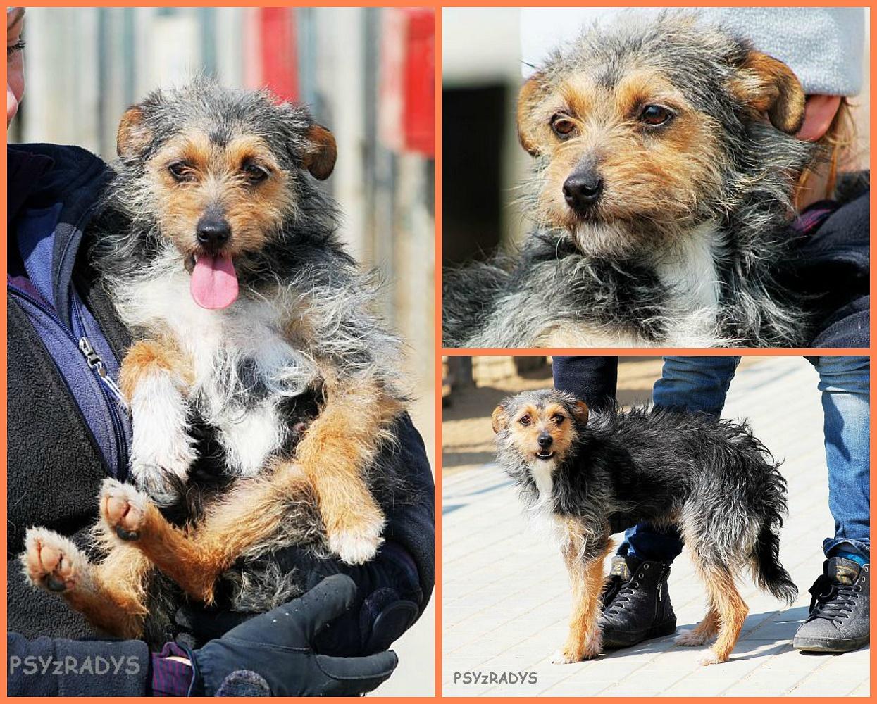 muszelka.thumb.jpg.2b0623f81c70a94cb7b44