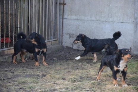 psiaki.JPG.3bdcf86f5e02a4952f2d4223fc476