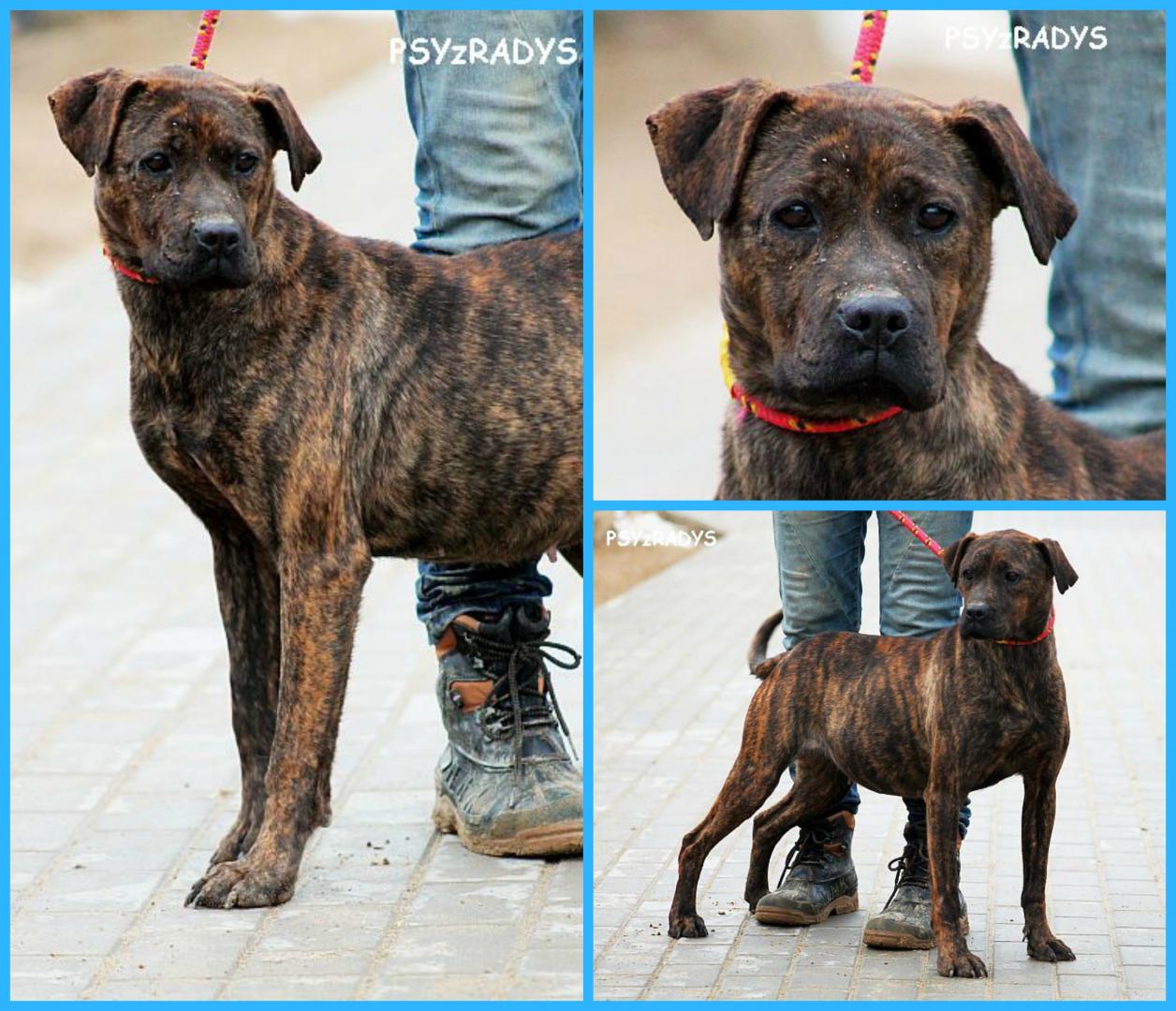 PicMonkey Collage.jpg