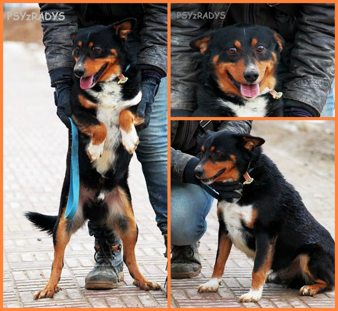 drozd.thumb.jpg.33edf7eb20a3f36714862a63