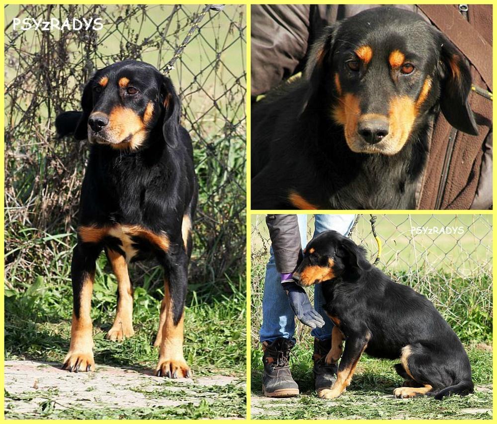 PicMonkey Collage.jpg