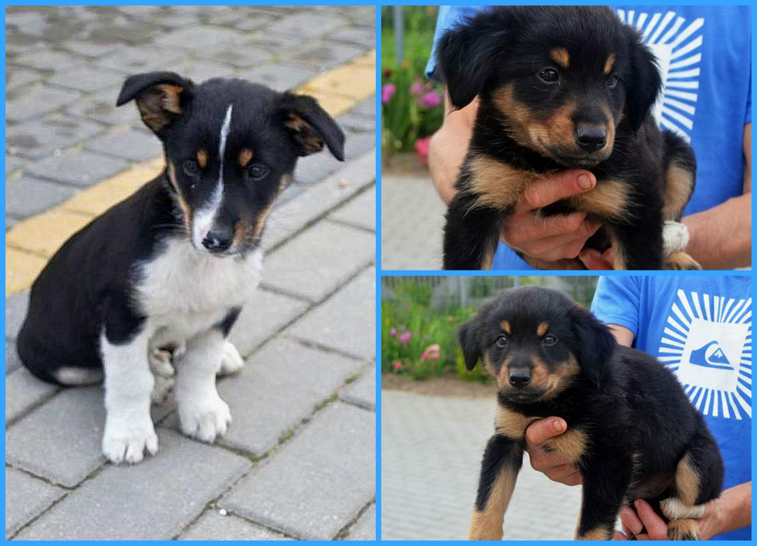 PicMonkey Collage.jpg