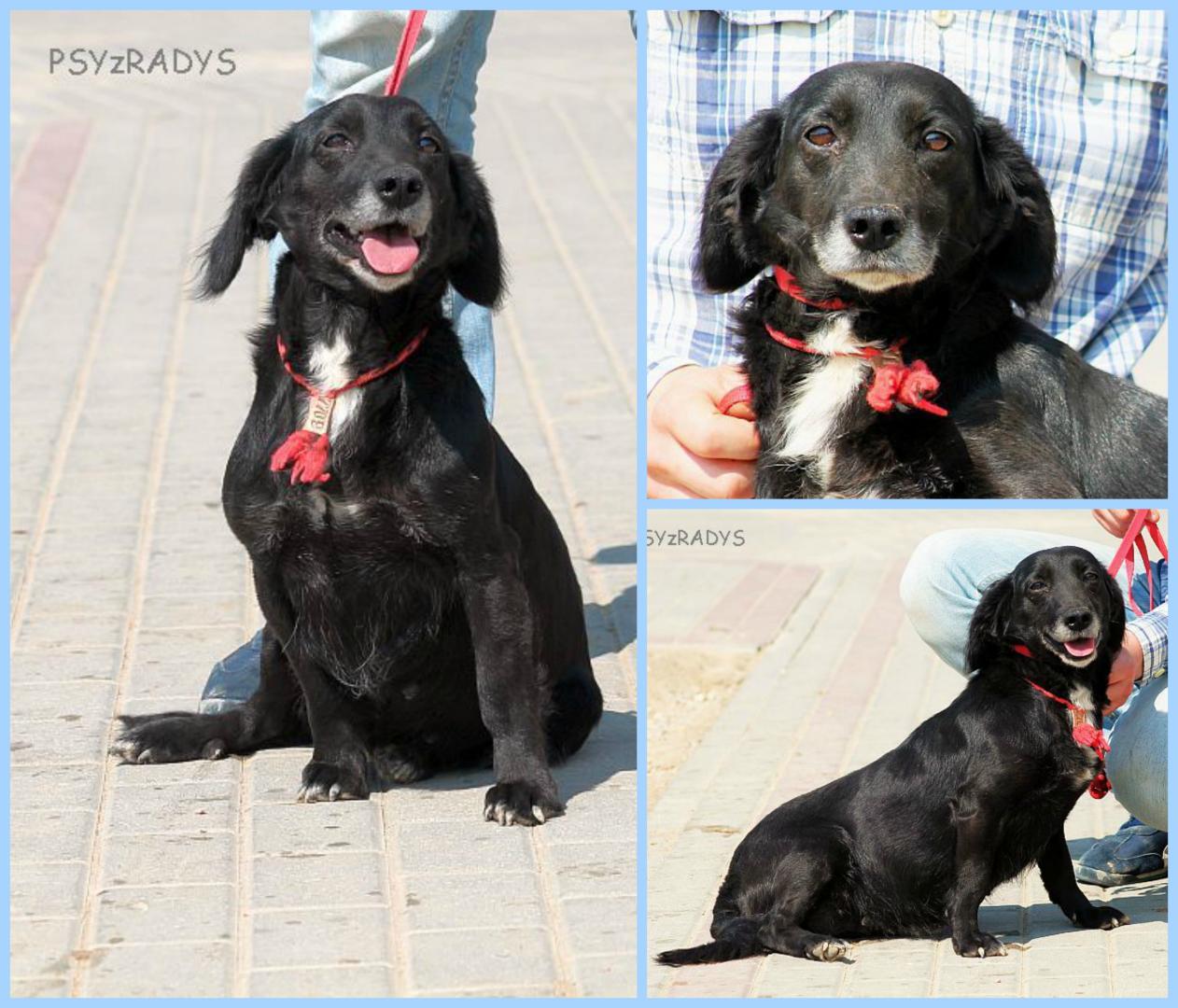 PicMonkey Collage.jpg