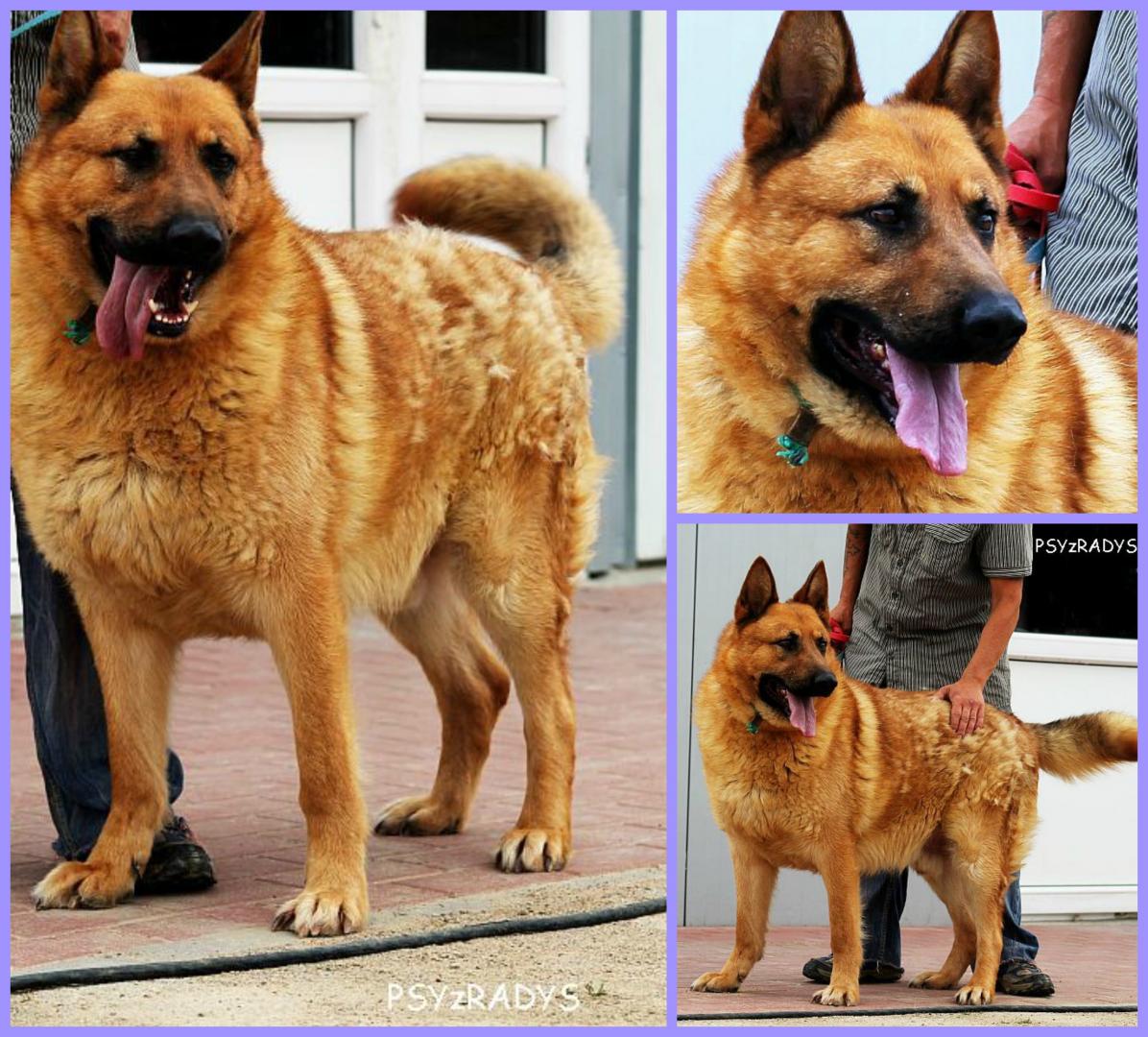 PicMonkey Collage.jpg